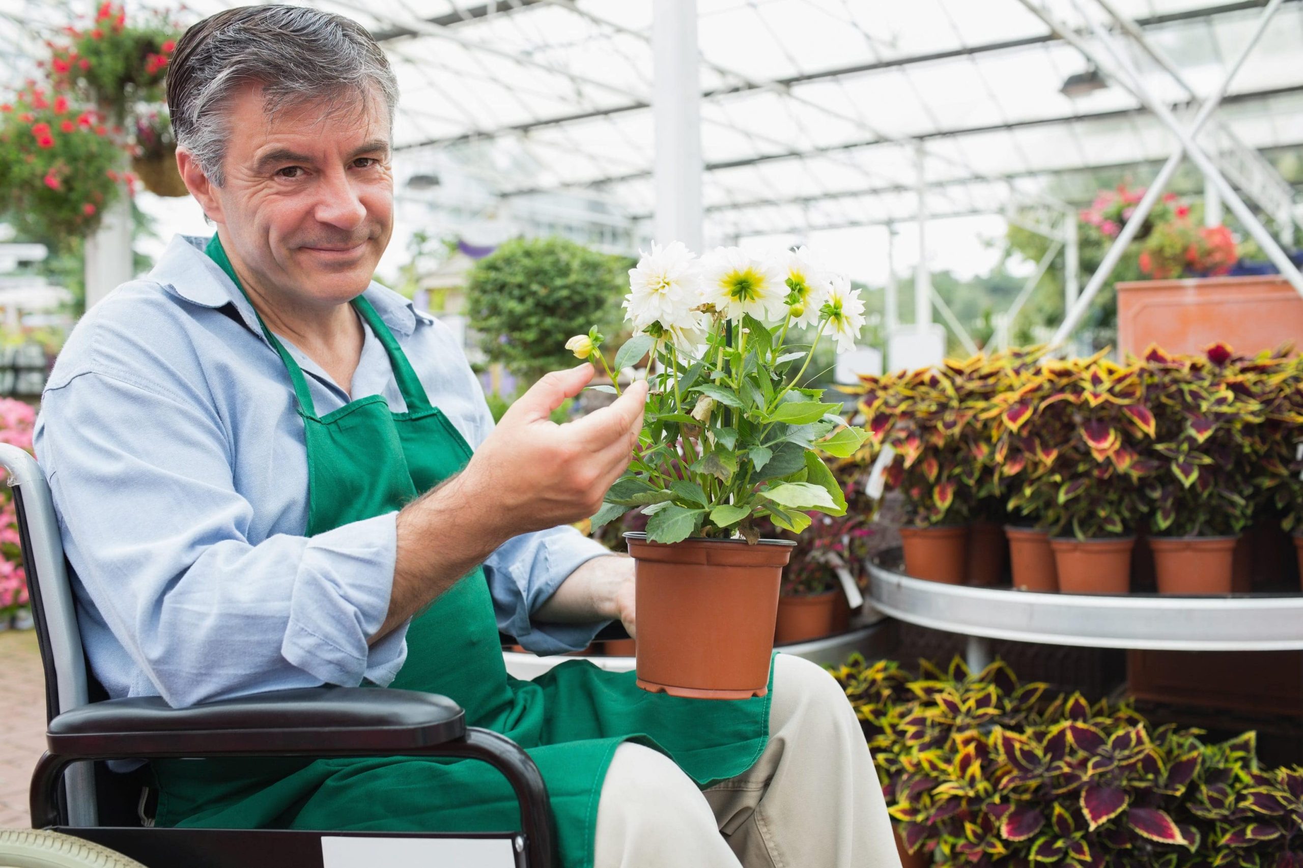 Greenhouse worker in wheelchair